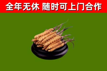 曲麻莱回收散虫草