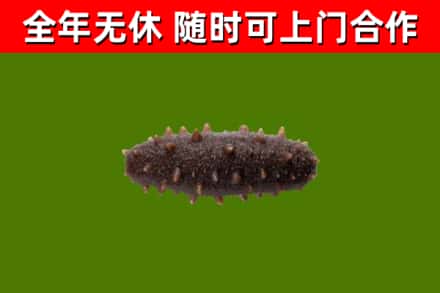 曲麻莱回收海参干